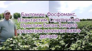 Пахтага 400 кг селитра ва биопрепаратлар билан икки марта суспензия килингандан кейинги натижалар