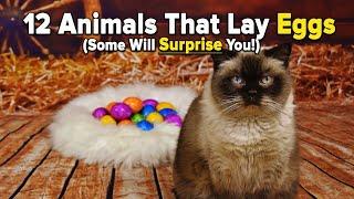 12 Animals That Lay Eggs (Some Will Surprise You!)