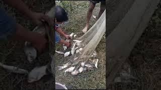 fishing with net #fishingvideo #villagepond #villagefishing #subscribe