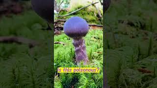 Gassy webcap (Cortinarius traganus) オオウスムラサキフウセンタケ