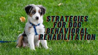 Strategies for Dog Behavioral Rehabilitation