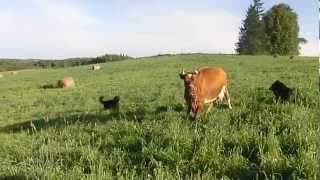 dogs herding in a cow for milking day2