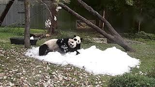 Giant Panda Xiao Qi Ji Plays In Ice at Smithsonian's National Zoo