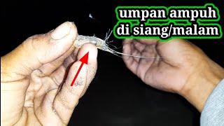 MANCING IKAN, BEGINI JADI NYA PAKAI UDANG HIDUP.!!! MANCING PINGGIRAN