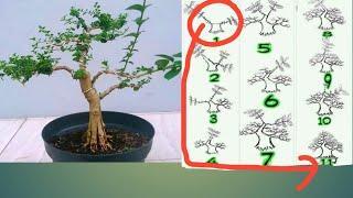 TAHAPAN MEMBUAT BONSAI SANCANG DARI NOL