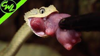 BUSH VIPER FEEDING!!!