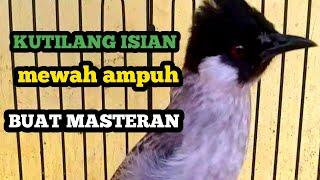 Burung kutilang gacor full isian Ampuh buat masteran kutilang