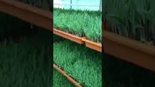 #greenfodder #hydroponics #hydroponicsfarm #foddergrass