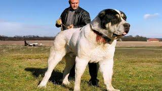 Most Illegal, Powerful and Largest Dog Breeds In The World !