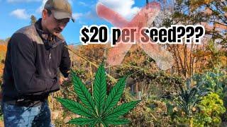 Never Buy Expensive Cannabis Seeds Again