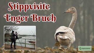 Stippvisite Enger Bruch - Von Singschwan, Rohrammer, Balztanz und kämpfenden Höckerschwänen! #vögel