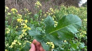 Wild Mustard - A Delicious Wild Edible and Ancestral Genetics