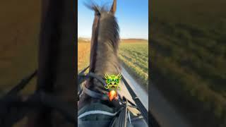 Riding out with Dori is not for the faint of heart #ridingout #rodeo #horse #horse