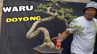 Review Harga Bonsai Sepesial Ramadhan