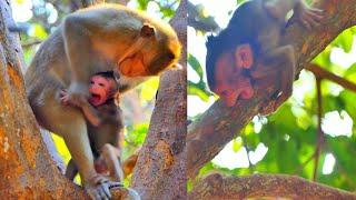 Young Monkey Really Keeps Newborn Monkey, Arith Nursing But Not Agree...! Nature Tube