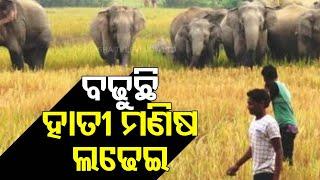 Locals in Khordha Express Resentment over Elephant Attacks