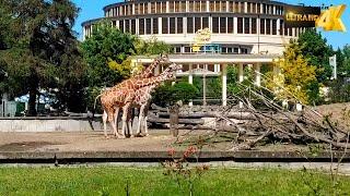 Wroclaw Zoo (Вроцлав зоопарк) 4К