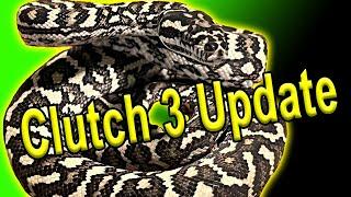 Clutch 3 UPDATE! Jungle Carpet Pythons