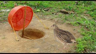 Creative Building Unique Underground Quail Bird Trap Using Plastic Basket - Easy quail bird trap