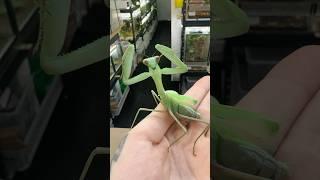 Dancy mantis