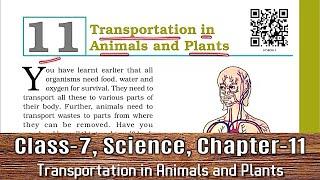 Class 7 Science Chapter 11 | NCERT | Transportation in Animals and Plants