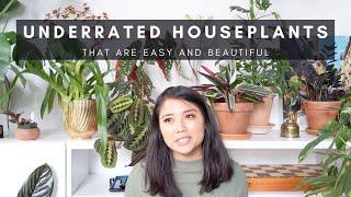 Underrated Indoor Houseplants | Easy Affordable Calathea & Maranta | Plants of Instagram | Ep 111