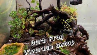 Setting Up a Dart Frog Vivarium (Step by Step)