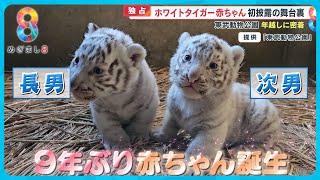 【独占】ホワイトタイガー赤ちゃん兄弟初披露に大行列　飼育係の年越しに密着【めざまし８ニュース】