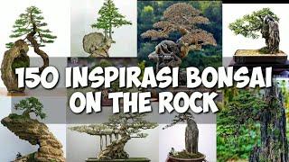 150 INSPIRASI BONSAI GAYA ON THE ROCK / INSPIRASI PARA PEMULA