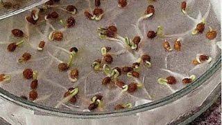 How to germinate seeds of tomatoes and peppers. 100% way!