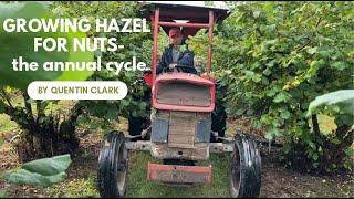 Growing Hazel for Nuts- the annual cycle