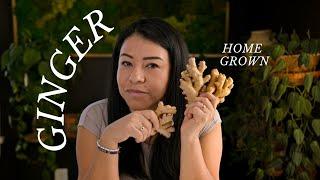 How to Grow Ginger in a cold climate Garden (Yes, You can!)