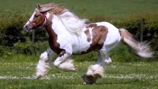 Красивые лошади мира / Beautiful horse world