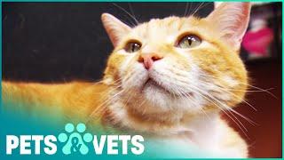 Rescue Cat Becomes Veterinary Clinics New Doctor!  | Pet Heroes