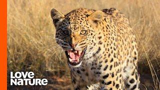 Young Leopard Invades Territory of Old Leopard | Predator Perspective