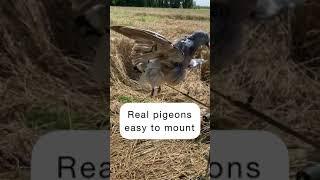 Pigeon magnet huntingeurope / pigeon hunting