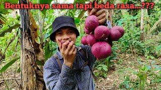 Berpetualang Dan Menanam 100 Biji Rambutan Di Kehutanan | Panen Buah Buahan Di Kebun Dukuh & Kokosan