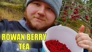 How To Make Rowan Berry Tea - Foraging For Food