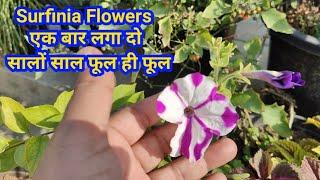 Surfinia Flowers Plant once and get many kinds of flowers