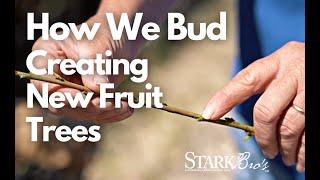 Budding and Grafting Fruit Trees