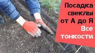 Посадка свеклы от А до Я / Все тонкости / Огород дяди Вовы