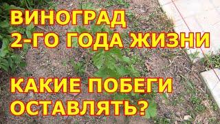 ВИНОГРАД ВТОРОГО ГОДА ЖИЗНИ В МАЕ. КАКИЕ ПОБЕГИ ОСТАВЛЯТЬ а КАКИЕ ВЫЛАМЫВАТЬ