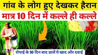 धान के कल्ले कैसे बढ़ाएं | dhaan ki growth kaise karen | dhan me kalle kaise badhaye