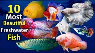 10 Most Beautiful Freshwater Fish for Aquarium