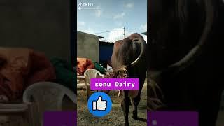 Sonu Dairy bilasapur cg m.7987700556