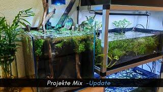 Projekte Mix zum Freitag mit kleiner Überraschung &. Stress mit den kubotais  #aquaristik