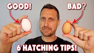 How To Hatch Your Own Chicken Eggs! 6 Tips For Huge Success!