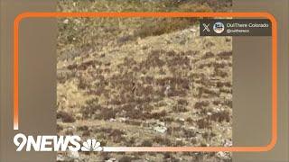 Has someone spotted Bigfoot in Colorado?