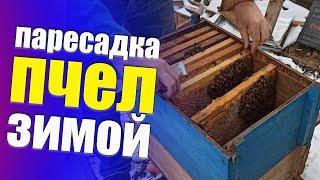 Пересадка пчел зимой в новый улей