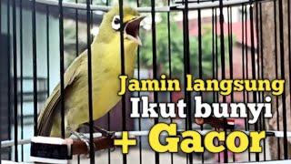 SUARA CIAK CIAK JOSS KECIAL KUNING GACOR | DI JAMIN YANG MENDENGAR IKUT BUNYI GACOR NGEJOS